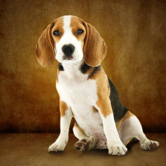 beagle zittend